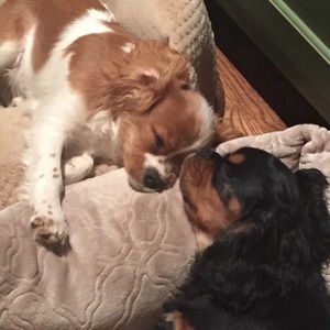 Meet your Posher, Rachael